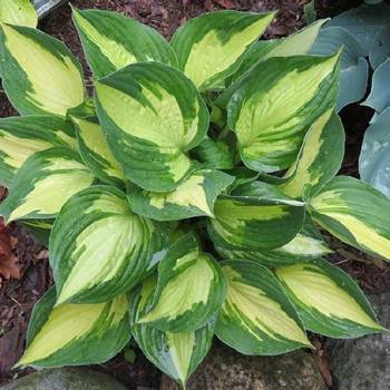 Хоста Hosta ‘Morning Star’